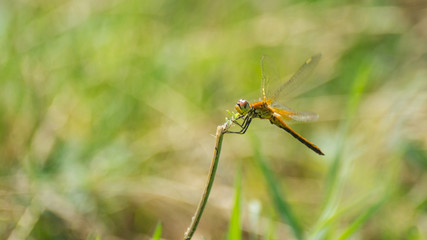 Closeup of A Dragonfly, Blurred Green Meadow Background, Bright Sunny Summer Day