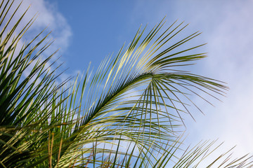 Obraz na płótnie Canvas Palm leaves against the blue sky in the tropics