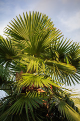 Fototapeta na wymiar Palm leaves against the blue sky in the tropics