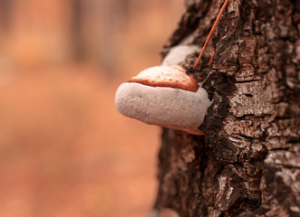 Inedible mushrooms on a tree in autumn