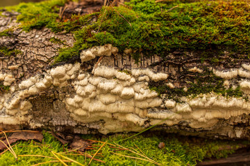 Inedible mushrooms on a tree in autumn