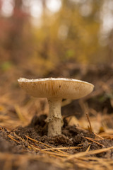 Inedible mushroom in the forest in autumn