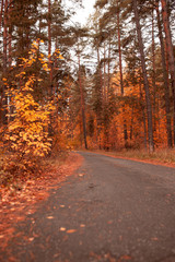 Road in the forest in autumn as a background