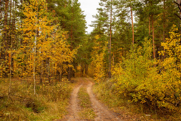 Road in the forest in autumn as a background