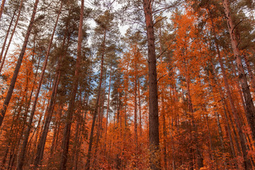 Obraz premium Red leaves on trees in the forest in autumn
