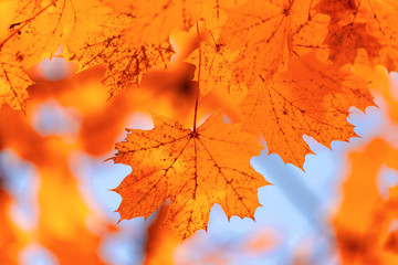 Red leaves on trees in the forest in autumn