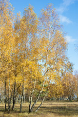 Fototapeta premium Birches with yellow leaves in autumn