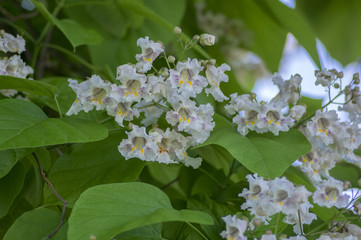 Catalpa bignonioides medium sized deciduous ornamental flowering tree, branches with groups of white flowers and green leaves
