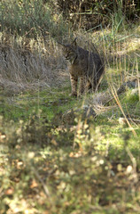 Iberian Lynx. Lynx pardinus