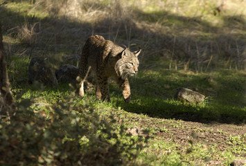 Iberian Lynx. Lynx pardinus
