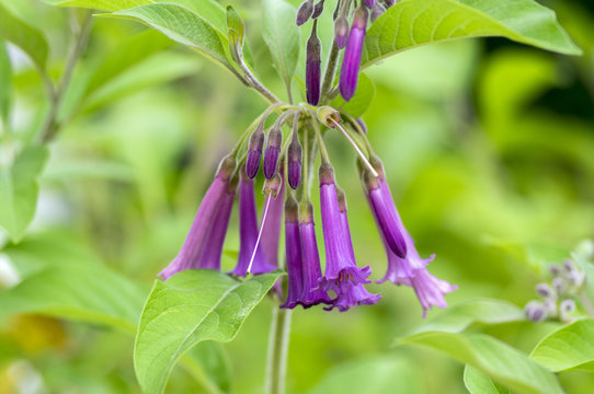 Iochroma australe small flowering shrub, small long bell flowers on branches