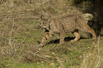 Iberian Lynx. Lynx pardinus