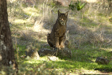Iberian Lynx. Lynx pardinus