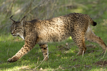 Iberian Lynx. Lynx pardinus