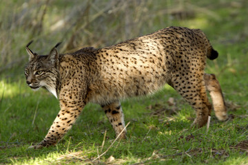 Iberian Lynx. Lynx pardinus