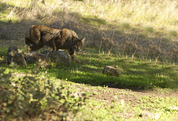 Iberian Lynx. Lynx pardinus