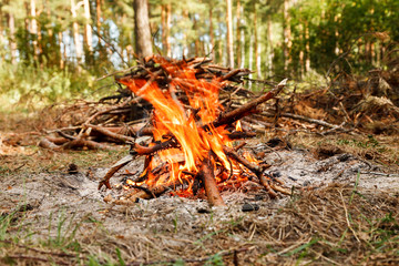 Campfire near pile of dry firewood in the forest