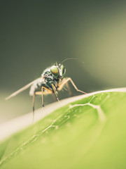 Macro insect portrait on green leaves and dark green nature background.