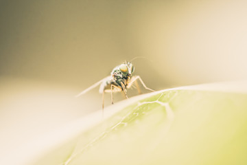 Macro insect portrait on green leaves and soft nature background.