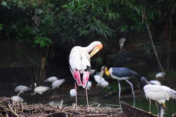 White stork  bird  search his wing 