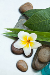 Spa or wellness setting with tropical flower, stones and leaves
