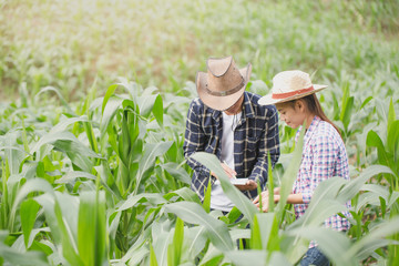 Naklejka premium Farmer and researcher analysing corn plant