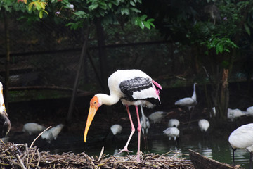 White stork  bird  find food