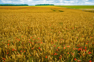 Wheat and Poppy field, landscape orientation, England.