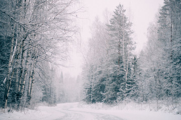Fototapeta na wymiar Country road leading among frosted trees