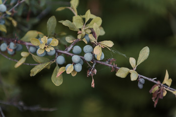 Frutos de otoño, bayas azules