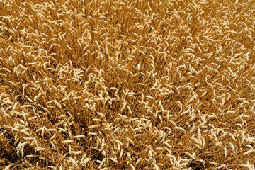 Background of the ripe yellow wheat. Agricultural concept