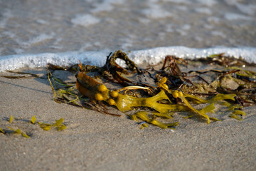 Angeschwemmte Algen am Ostseestrand