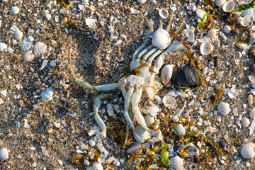 Tote Krabbe am Strand