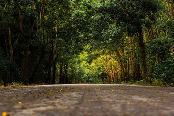 The road passes through a tunnel of trees