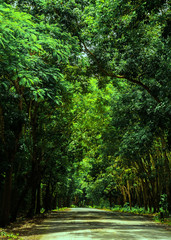 Obraz premium The road passes through a tunnel of trees