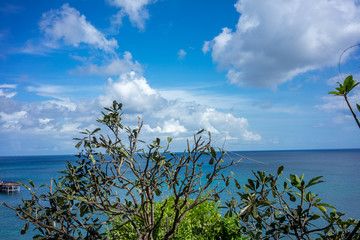 nature view with green plants and ocean background with cloudy sky