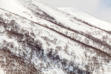 Bare trees in the snow capped mountains, winter background