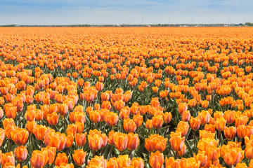 Fototapeta premium Orange tulip field
