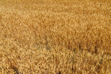 Background of the ripe yellow wheat. Agricultural concept
