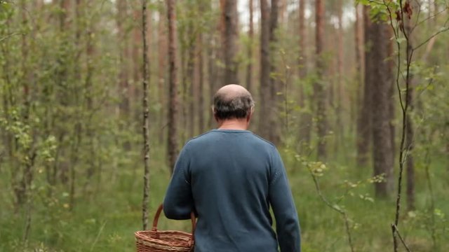 Caucasian mature mushroomer walking between trees and collecting mushroom on forest