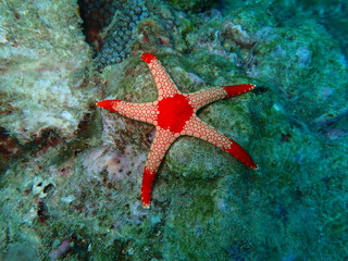 マレーシアの星形の赤いヒトデ