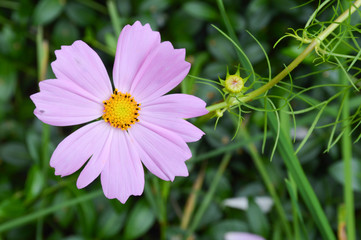 Obraz premium Beautiful flower of the Cosmos