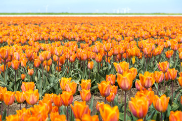 Orange tulip field