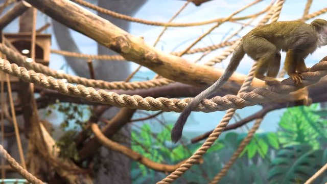 Common squirrel monke (Saimiri sciureus) in the glass cage of the zoo.