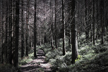 Obraz premium Into the woods