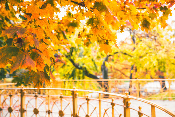 Naklejka na ściany i meble beautiful leaves falling. autumn is coming