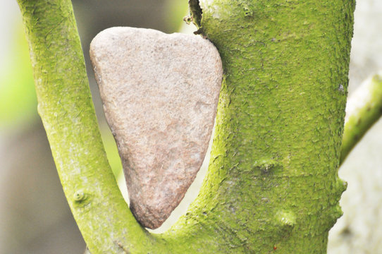Ein Stein in Herzform in einer Astgabel, Naturfotografie mit Textfreiraum f&uuml;r Liebesspr&uuml;che...