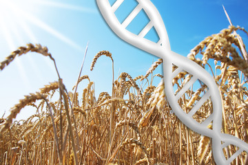 gene editing, dna helix with wheat field - obrazy, fototapety, plakaty