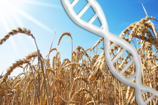 Gene Editing, Dna Helix With Wheat Field