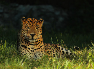 The Sri Lankan leopard or Ceylon leopard (Panthera pardus kotiya) is a leopard subspecies native to...